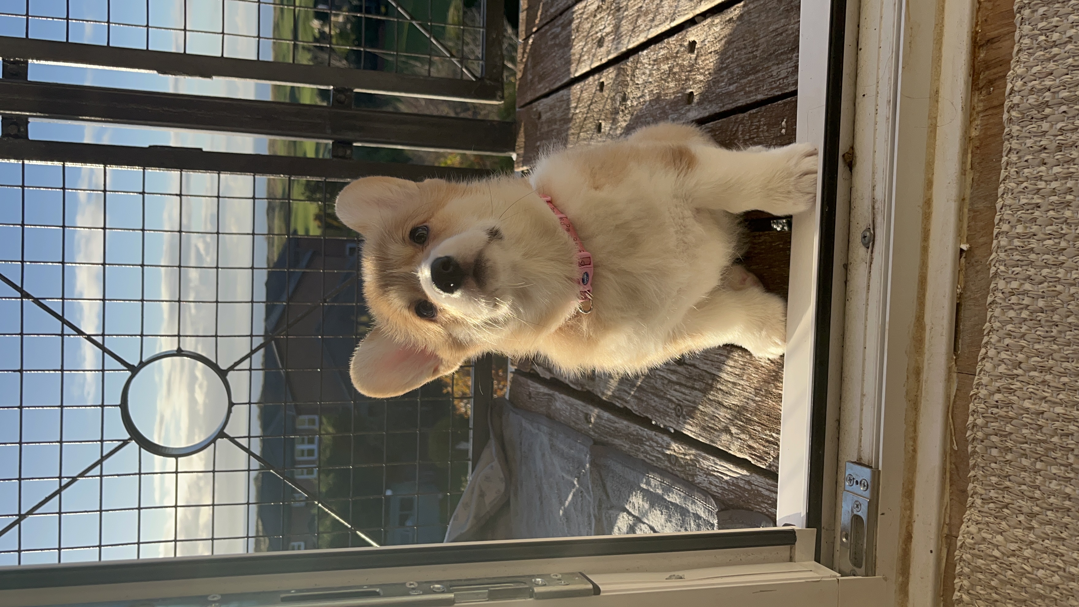 Willow as a puppy soon after joining the family.